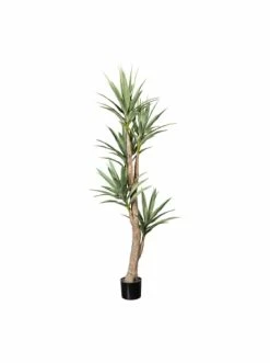 Großhandel 💯 Kerzen, Vasen & Mehr Creativ Green Deko-Sukkulente Dracaena In Grün Günstig Kaufen 👏