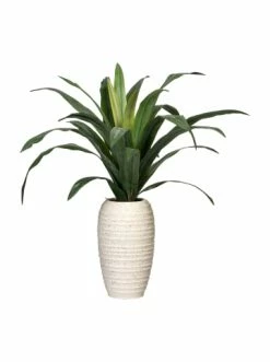 Aktion ⭐ Kerzen, Vasen & Mehr Creativ Green Deko-Sukkulente Dracaena In Grün Günstig Kaufen 🤩