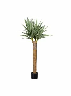 Budget 👍 Kerzen, Vasen & Mehr Creativ Green Deko-Sukkulente Dracaena In Grün Günstig Kaufen ⭐