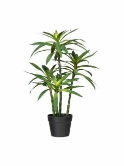 Neu 👏 Kerzen, Vasen & Mehr Creativ Green Deko-Sukkulente Dracaena In Grün Günstig Kaufen 🎉