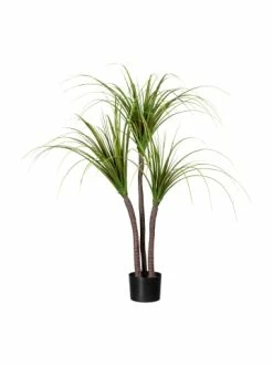 Top 10 ✨ Kerzen, Vasen & Mehr Creativ Green Deko-Sukkulente Drachenbaum In Grün Günstig Kaufen 🌟