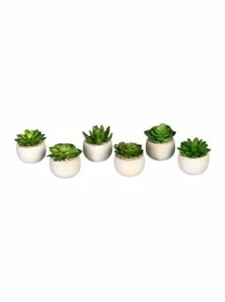 Budget 👍 Kerzen, Vasen & Mehr Creativ Green Deko-Sukkulente Echeveria 6er Set In Grün Günstig Kaufen ⭐