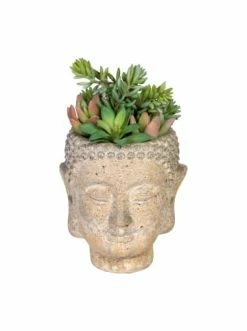 Großhandel ⭐ Kerzen, Vasen & Mehr Creativ Green Deko-Sukkulente Im Buddhakopf In Grün Günstig Kaufen ⭐
