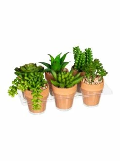 Rabatt ✔️ Kerzen, Vasen & Mehr Creativ Green Deko-Sukkulente Mini In Grün Günstig Kaufen 🔔