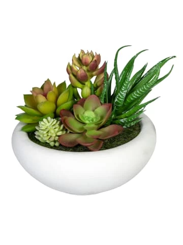 Budget 😀 Kerzen, Vasen & Mehr Creativ Green Deko-Sukkulente Sukkulentenarrangement 2er Set In Grün Günstig Kaufen 👍 5 Budget 😀 Kerzen, Vasen & Mehr Creativ Green Deko-Sukkulente Sukkulentenarrangement 2er Set In Grün Günstig Kaufen 👍 - Image 3