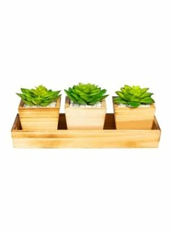 Auslauf 👏 Kerzen, Vasen & Mehr Creativ Green Deko-Sukkulenten-Arrangement In Grün Günstig Kaufen 🛒