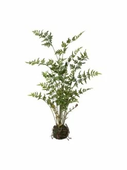 Auslauf 🥰 Kerzen, Vasen & Mehr Creativ Green Farn Im Ballen In Grün Günstig Kaufen 👍